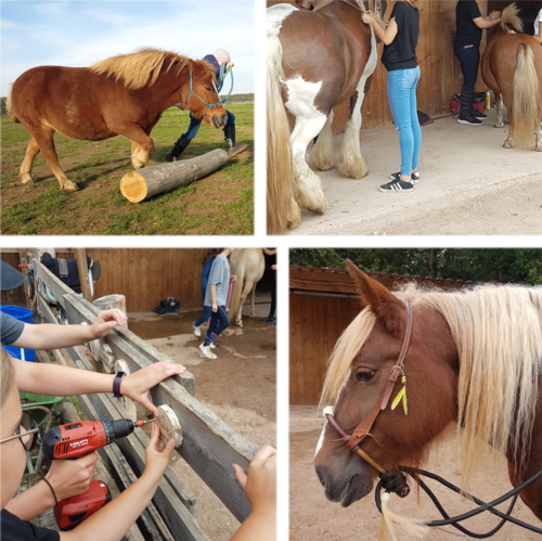 Kinder erleben Pferde, Pferde, Reiterferien, Reiten, juniorhorsemanship, lernen mit pferden, pony, reittherapie